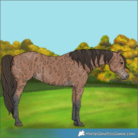 Horse Color:Bay Ice