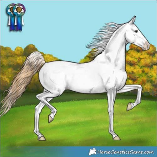 Horse Color:Buckskin Appaloosa 