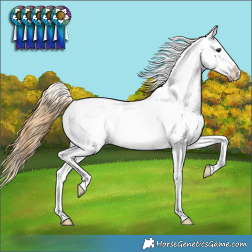 Horse Color:Buckskin Appaloosa 