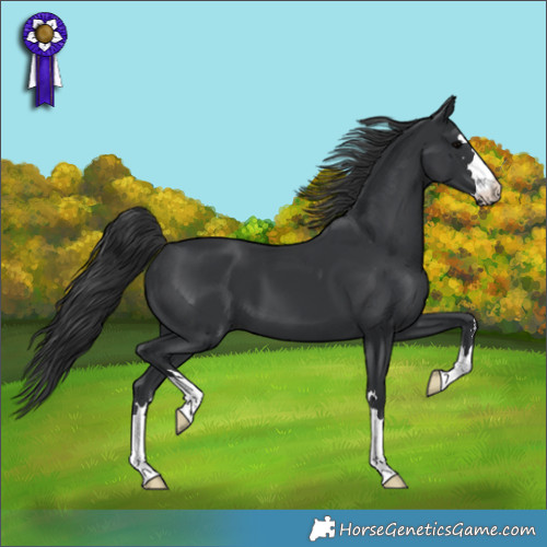 Horse Color:Black 