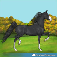 Horse Color:Black 