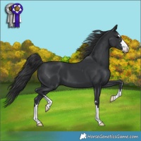 Horse Color:Black 