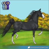 Horse Color:Black 
