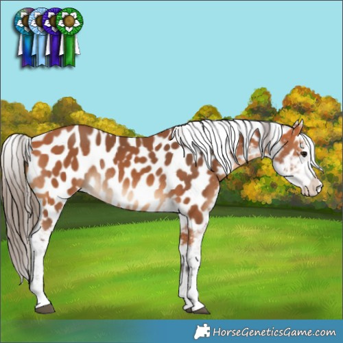 Horse Color:Bay Appaloosa Rabicano 