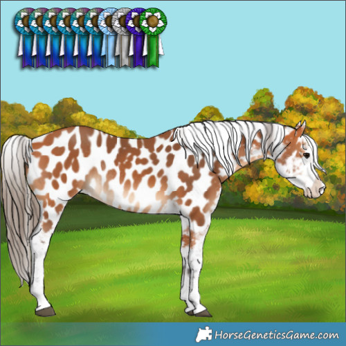 Horse Color:Bay Appaloosa Rabicano 