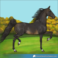 Horse Color:Buckskin Rabicano