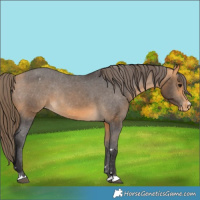 Horse Color:Buckskin Varnish Rabicano