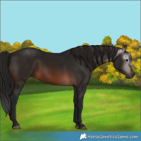 Horse Color:Gray Brown Rabicano 