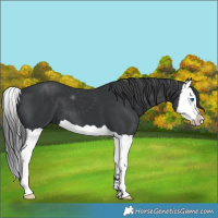 Horse Color:Black Splash