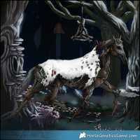 Horse Color:Brown Splash Tobiano Appaloosa 