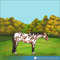 Horse Color:Bay Appaloosa 
