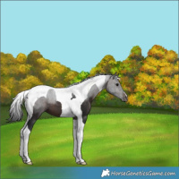 Horse Color:Brown Tobiano 