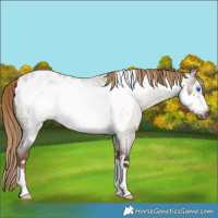 Horse Color:Gray Liver Red Dun Roan Frame Appaloosa Rabicano
