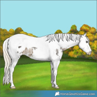 Horse Color:White Spotted Silver Smoky Black Splash Tobiano Blanket Rabicano 