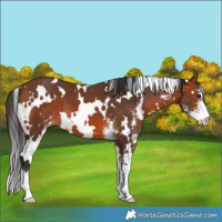 Horse Color:White Spotted Bay Sabino