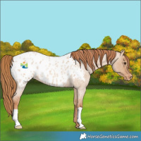 Horse Color:Red Dun Roan Near Leopard 