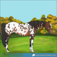 Horse Color:White Spotted Brown Appaloosa Rabicano 