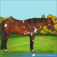 Horse Color:White Spotted Bay Rabicano