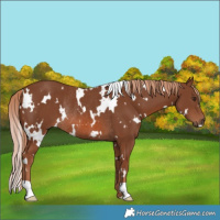Horse Color:White Spotted Chestnut Rabicano 