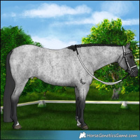 Horse Color:Blue Roan  and Blue Roan 