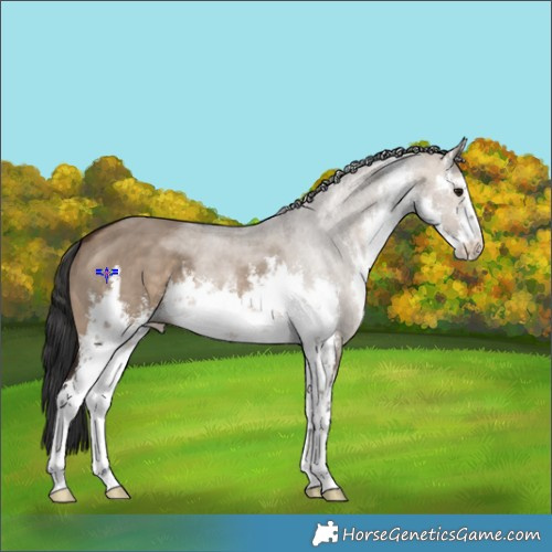 Horse Color:White Spotted Brown Dun 