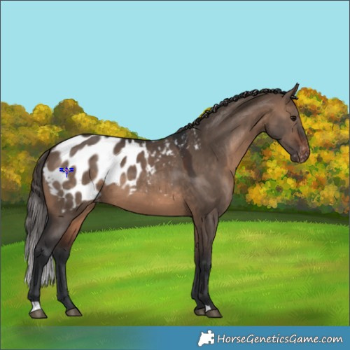 Horse Color:Brown Dun Appaloosa 