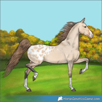 Horse Color:Bay Dun Blanket 