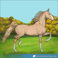 Horse Color:Red Dun 