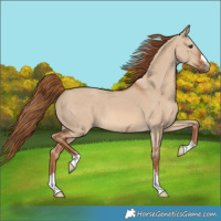 Horse Color:Red Dun 