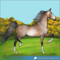Horse Color:Gray Bay Dun 