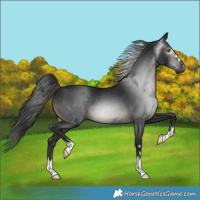 Horse Color:Gray Black 