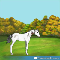 Horse Color:White Spotted Brown Tobiano Rabicano