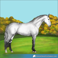 Horse Color:Gray White Spotted Black 