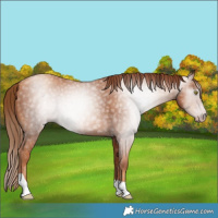 Horse Color:Gray Gold Champagne Tobiano