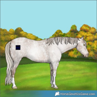 Horse Color:Gray Silver Sable Champagne Ice Roan 