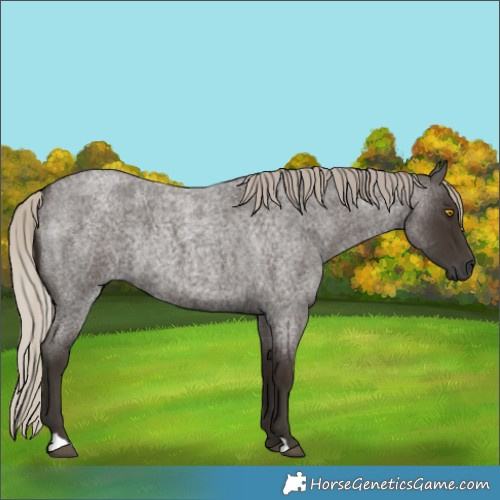 Horse Color:Gray Silver Blue Roan Rabicano