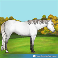 Horse Color:Gray Silver Blue Roan Rabicano