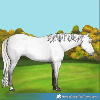 Horse Color:Gray Silver Blue Roan Rabicano