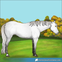 Horse Color:Gray Silver Blue Roan Rabicano 