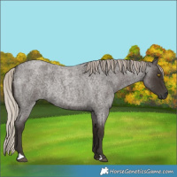 Horse Color:Gray Silver Blue Roan Rabicano