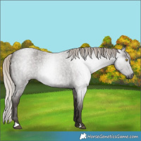 Horse Color:Gray Silver Blue Roan Rabicano