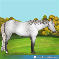 Horse Color:Gray Silver Blue Roan Rabicano