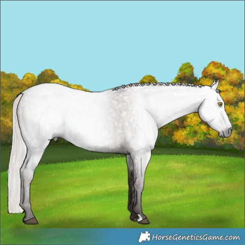 Horse Color:Gray Silver Blue Roan Rabicano 