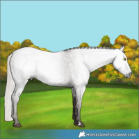 Horse Color:Gray Silver Blue Roan Rabicano 