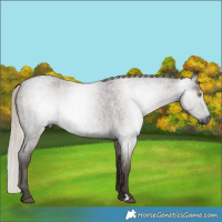 Horse Color:Gray Silver Blue Roan Rabicano 