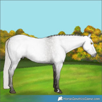 Horse Color:Gray Silver Blue Roan Rabicano 