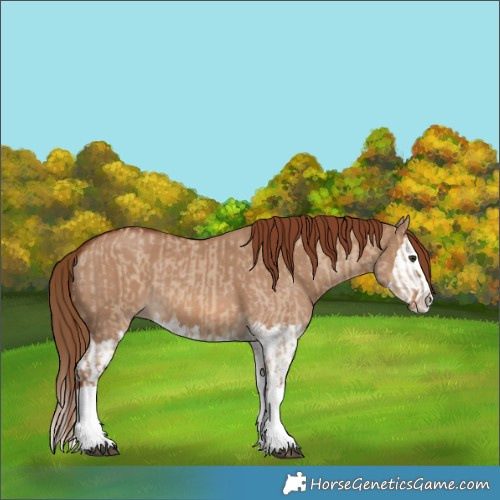 Horse Color:Red Dun Splash  and Red Dun Splash 