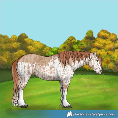 Horse Color:Red Dun Splash  and Red Dun Splash 