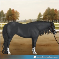 Horse Color:Black 