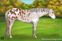 Horse Color:Chestnut Splash Frame Appaloosa 